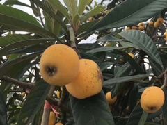 -塘栖枇杷特色园区