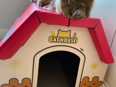 -momokira米努特·德文卷毛猫·棉花面纱犬