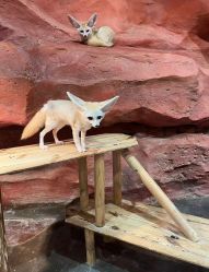 -Zoolung Zoolung动物主题公园(海信广场店)