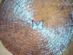 -上海昆虫博物馆