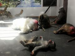 -西安秦岭野生动物园