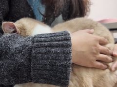 -御宝贝·A梦猫科宠物医院(国际猫友好医院)