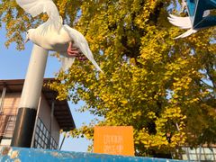 -成都华侨城欢乐里