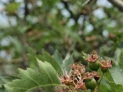 -牛背梁国家森林公园