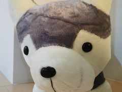 -Husky Go! 哈士奇体验馆·宠物咖啡厅狗咖