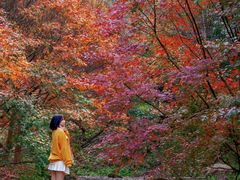 -田野绿世界