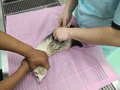 -北京观赏动物医院·24小时大型综合·猫专科·异宠专科