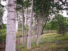 -永定河休闲森林公园