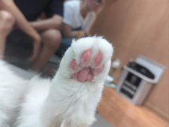 -MOCHA明星猫咖(田子坊店)