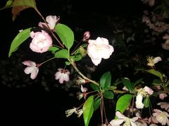 -荆川公园