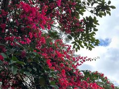 -曼听御花园