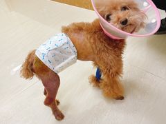 -美联众合动物医院·24h京西诊疗中心