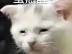-后卫寨猫耳朵(凤城三路店)