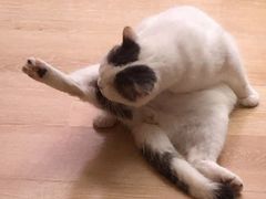 -猫咪派对(江南西店)