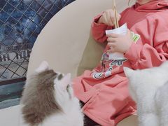 -怪兽屋·羊驼·猫咖·狗咖(俊华广场店)