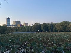 景点-长春市南湖公园