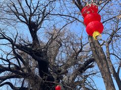 -大槐树寻根祭祖园