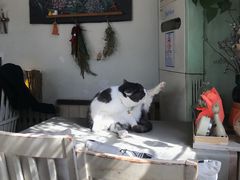 -海边的猫和咖啡馆