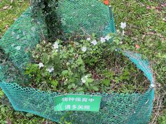 -杭州植物园