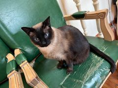 -猫小院猫主题餐厅(南锣旗舰店)