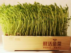 活体豆苗-左庭右院鲜牛肉火锅(百联临港店)