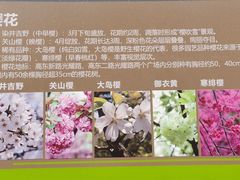 -高东镇樱花园