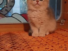 -欣宠猫屋·矮脚拿破仑·蓝金金渐层