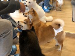 -南京Hallo宠物乐园·哈罗犬舍·柴犬繁育基地