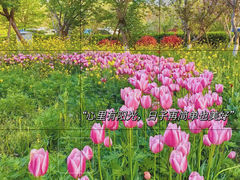 -东平国家森林公园