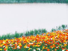 -径山花海