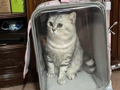 -袖虎·猫馆(体育西路店)
