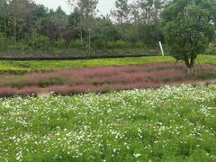 -杭州湾海上花田景区