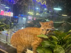 -夜猫子串吧·龙虾.江西小炒(万塘路店)