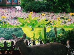 -西双版纳原始森林公园