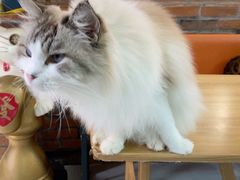 -豆逗聊愈猫阁Easy Life
