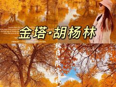 -金塔沙漠胡杨林景区