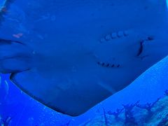 -珠海长隆海洋王国