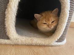 -猫腻·猫咖·撸猫馆(星光大道店)