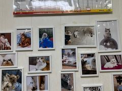 -瑞派康怡24h宠物医院·犬猫医疗中心·微创绝育(瑞景分院)