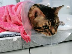 -达爱动物医院·犬猫分区·CT·复杂眼科(远洋山水分院)