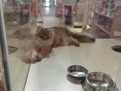 -三花喵·撸猫购宠·宠物生活馆(虹桥南丰城店)