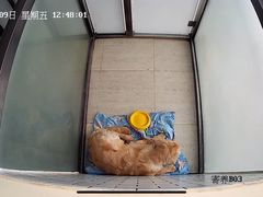 -趣玩宠物乐园寄养训犬训狗游泳池
