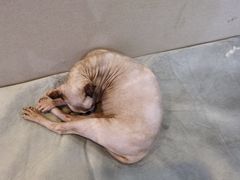 -松果猫咖(桐乡吾悦金街店)