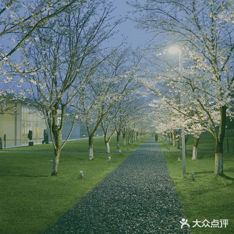 杭州樱花🌸这里晚上拍樱花！太梦幻了吧！