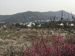 -香雪海