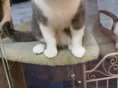 -糯米喵星人总部直营旗舰店·猫舍·幼猫出售
