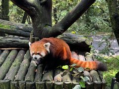 -云南野生动物园