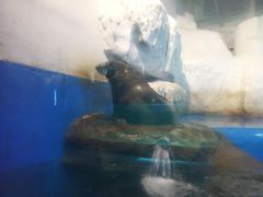 -泉城欧乐堡海洋极地世界