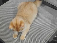 -lincat·猫舍(广州店)