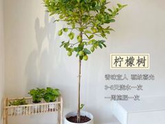 -李村大集